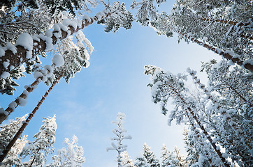 Image showing Bottom view of the snow-covered trees