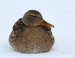 Image showing Mallard in the snow