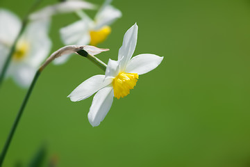 Image showing white daffodils
