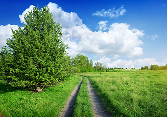 Image showing Road into the spring field