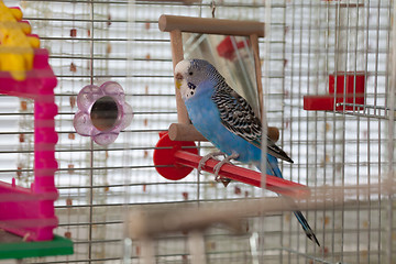 Image showing Budgie
