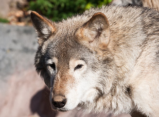 Image showing Wolf