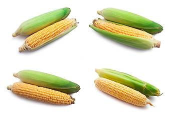 Image showing Corn