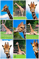 Image showing Giraffe