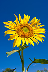 Image showing Sunflower