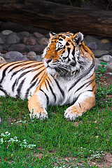 Image showing Tiger