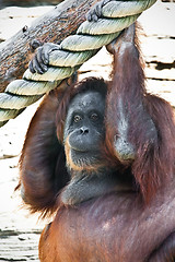 Image showing Orangutan