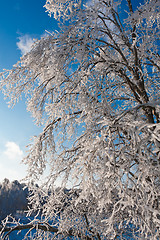 Image showing Winter forest