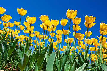 Image showing Tulip flowers