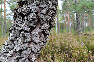 Image showing tree trunk with moss on the forest background
