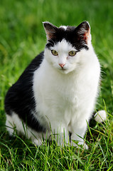 Image showing cat against green background