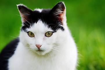 Image showing cat curiously looking forward 