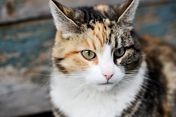 Image showing tricolor cat looking away 