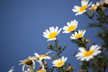 Image showing chamomile