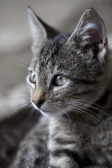 Image showing Portrait of gray kitten