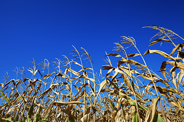 Image showing Cornfield and blue clear sky at nice sun day