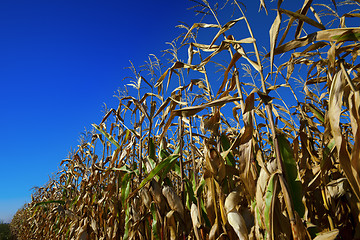 Image showing Cornfield and blue sky at nice sun day