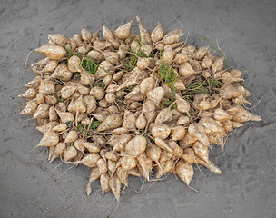 Image showing Burmese vegetables - root crops