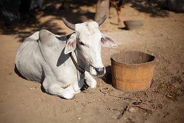 Image showing Cow is resting. Burma