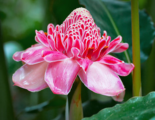 Image showing Pink Ginger flower. Indonesia