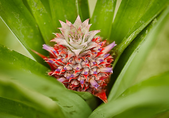 Image showing Little red pineapple on a bush