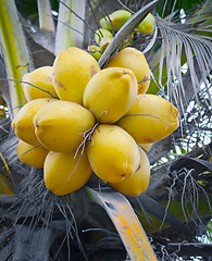 Image showing Yellow coconuts on the palm