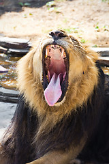 Image showing Lion