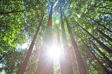 Image showing Green forest