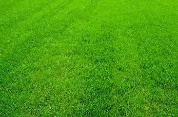 Image showing Green grass