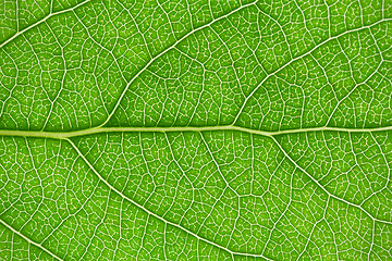 Image showing Green leaf