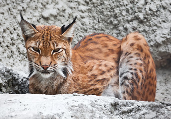 Image showing Lynx