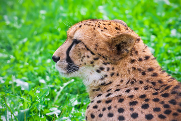 Image showing Cheetah