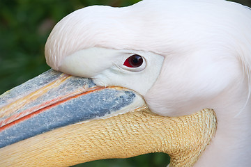 Image showing Pelican