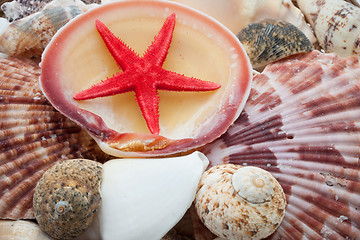 Image showing Seashells