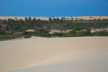 Image showing Dune and coconut trees in Brazil