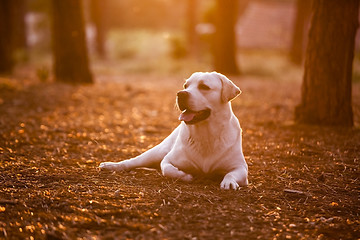 Image showing Lying on a pinewood