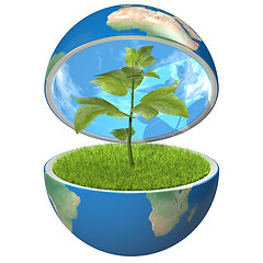 Image showing Plant inside planet