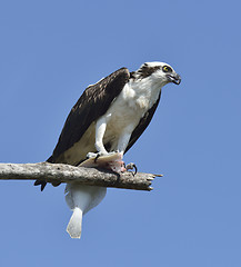 Image showing Osprey Feeding On Fish