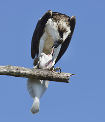 Image showing Osprey Feeding On Fish