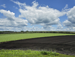 Image showing Planted Field 