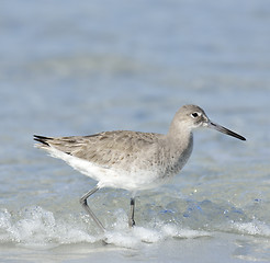 Image showing Willet Bird