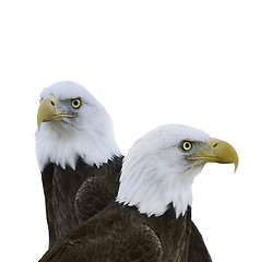 Image showing  American Bald Eagles