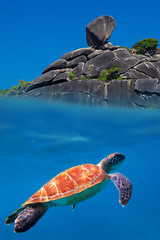 Image showing Green Turtle at Similan Islands