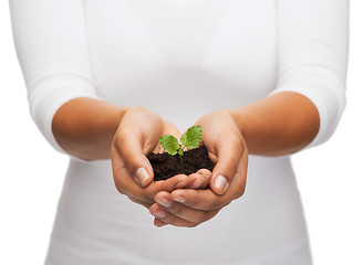 Image showing woman hands holding plant in soil