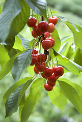 Image showing cherry