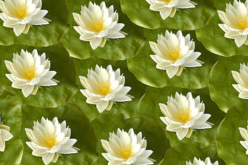 Image showing lotus