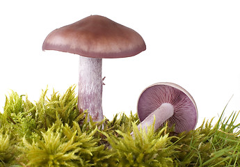 Image showing mushroom