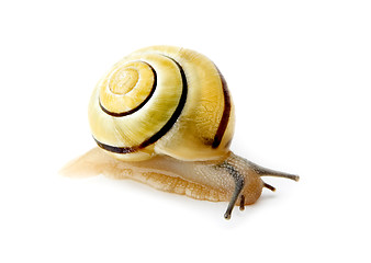 Image showing snail