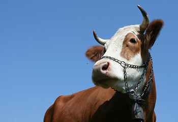 Image showing Alpine cow