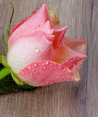 Image showing Pink Rose